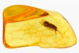 Detailed Fossil Caddisfly (Trichoptera) In Baltic Amber #310952-1